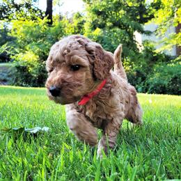 Poodle Puppies from Elite Standard Poodle