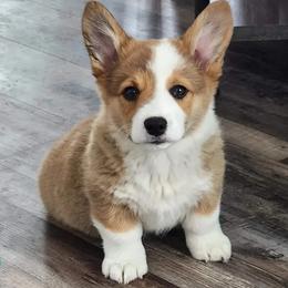 Pembroke Welsh Corgi Puppies from North Star Pembroke Welsh Corgi's