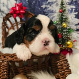 AKC BOY 1 - Tri-color male Cavalier King Charles Spaniel puppy in Bonney Lake, Washington from House of Happy Cavaliers