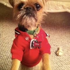 Bernese Mountain Dog and Brussels Griffon Puppies from Brooks Berner Bears