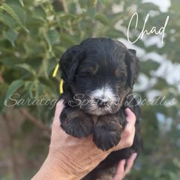 Chad - Black and white male Bernedoodle puppy in Saratoga Springs, Utah from Saratoga Springs Doodles