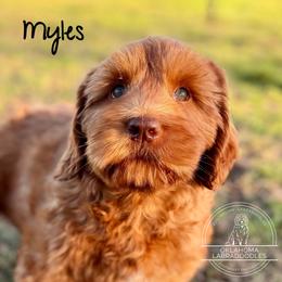 Myles - Caramel red male Australian Labradoodle puppy in Hartshorne, Oklahoma from Jena Edmond