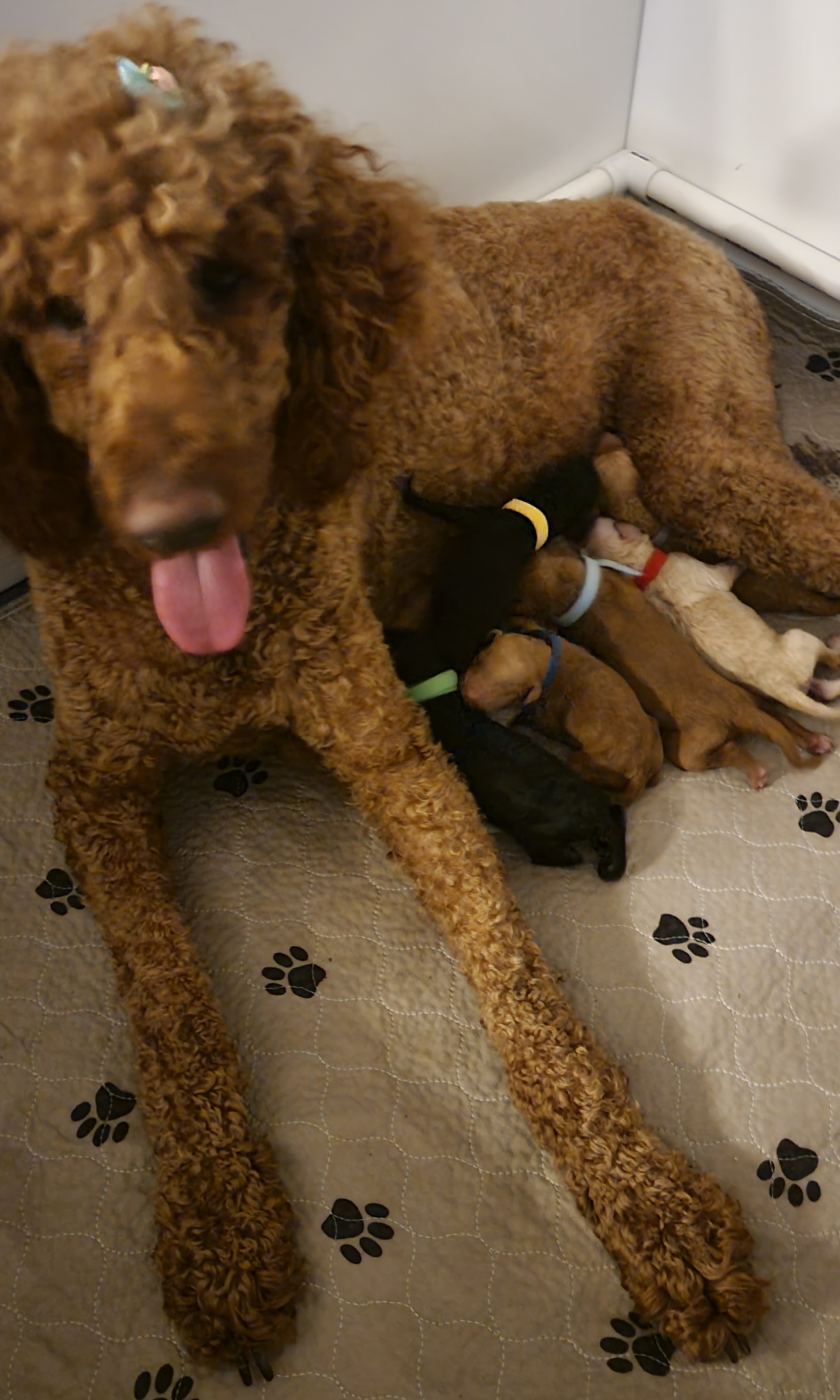 Ruby - Poodle