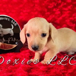 AKC Simba English Cream - Cream male Dachshund puppy in Kansas City, Missouri from Divine Doxies LLC