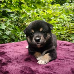 Zoey - Black and tan female Shiba Inu puppy in Illinois from Precious-Puppies