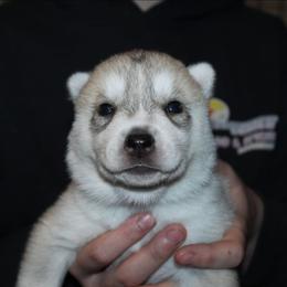 Haunter - Gray and white male Siberian Husky puppy in Le Sueur, Minnesota from Tevana Siberians LLC