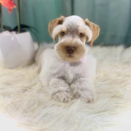 Bronx - Wheaten male Miniature Schnauzer puppy in Overton, Texas from Beards & Bows Schnauzer Farm