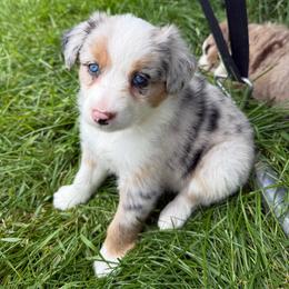 Jayda - Blue merle female Miniature Australian Shepherd puppy in Marion, Michigan from Highland Hills Mini Aussies