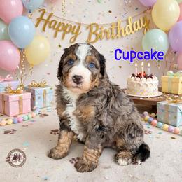Cupcake - Blue merle male Bernedoodle puppy in Banner Elk, North Carolina from Walnut Tree Bernedoodles