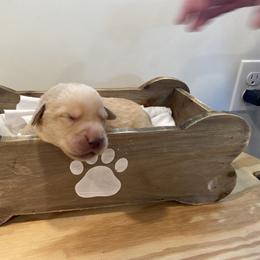 Labrador Retriever Puppies from Daisy Hill Farm