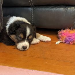 Australian Shepherd Puppies from Audacity Australian Shepherds