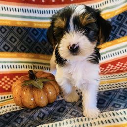 Yorkshire Terriers from Harmony Yorkies
