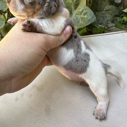 Dapple Boy - Dapple male Dachshund puppy in California from Wild Weenies - Dachshund Ranch