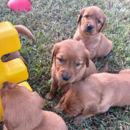 Boy 5 - Dark golden male Golden Retriever puppy in Marshfield, Missouri from Hilltop Kennel LLC