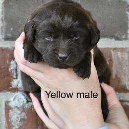 Yellow male - Chocolate male Labrador Retriever puppy in Mississippi from Sure Shot English Labs