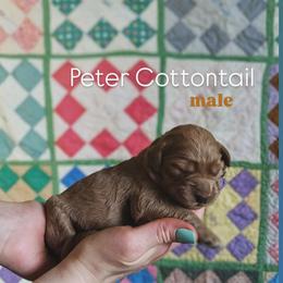 Peter Cottontail - Red  male Goldendoodle puppy in Ringgold, Georgia from Re Family Doodles