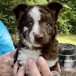 Boy 4 - Brown merle male Mudi puppy in Raeford, North Carolina from Wodan Kennels