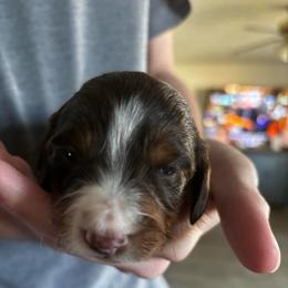 Eleven - Piebald female Dachshund puppy in Dorchester, Texas from Texas Mini Dachs