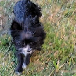 Ace - Yorkshire Terrier