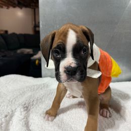 Cedar - Fawn male Boxer puppy in Jamesville, New York from Reynolds Homestead Boxers