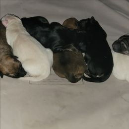 Boy 3 - White male German Shepherd puppy in Pahrump, Nevada from Rayler Kennels