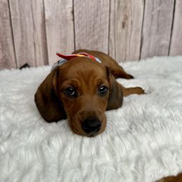 Dachshund Puppies from Harrison Farm