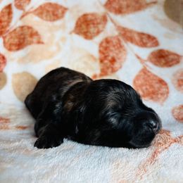 Girl 2 - Brindle female Bouvier des Flandres puppy in Ashtabula, Ohio from Beulah Bouviers and Havanese