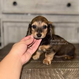 Torch - Red male Dachshund puppy in Ceres, California from Rockin' M’s LilBitty Dachshunds (LBD)