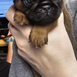 Beatrix - Red Brussels Griffon puppy in Columbus, Ohio from Last Knight Kennels and Greyhawk Kennels
