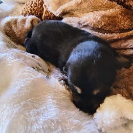 Pug and Shiba Inu Puppies from khshibas-khpugs