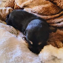Pug and Shiba Inu Puppies from khshibas-khpugs