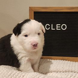 Girl 5 - female Australian Shepherd puppy in Lititz, Pennsylvania from Skyview Aussies