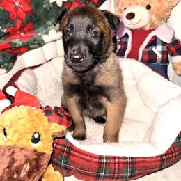 Black Collar - Fawn sable male Belgian Malinois puppy in Trenton, Georgia from Laeknir K9