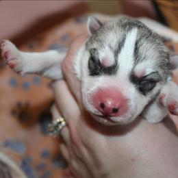 Red - Gray and white male Siberian Husky puppy in Le Sueur, Minnesota from Tevana Siberians LLC