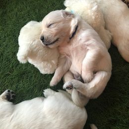 Golden Retriever Puppies from Freedom Retrievers