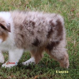 Miniature American Shepherd Puppies from Rocking J Miniature American Shepherds