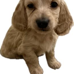 4,800 Male Cream Longhair - Cream male Dachshund puppy in El Paso, Texas from InnerVision K9 & Dachs