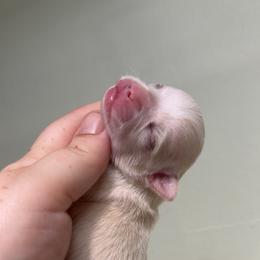 Sid - Cream and white male Chihuahua puppy in Austin, Indiana from Dog Bones N Harmony