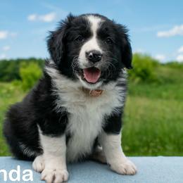 Miranda - female Sporty Mix puppy in Richland, Michigan from Seay's Sporty Mixes