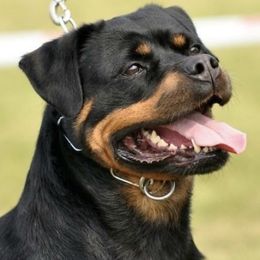 Josie - Rottweiler