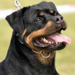 Josie - Rottweiler