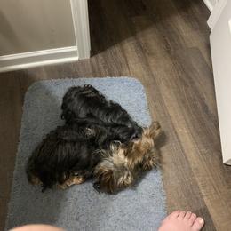 Yorkshire Terrier Puppies from Missy Lu Lap Puppies