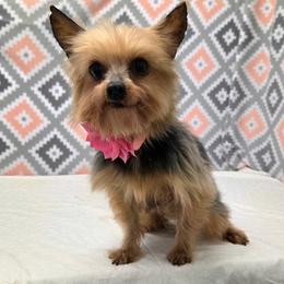 Annie - Blue and gold female Yorkshire Terrier puppy in Monticello, Iowa from Ashley’s Puppies