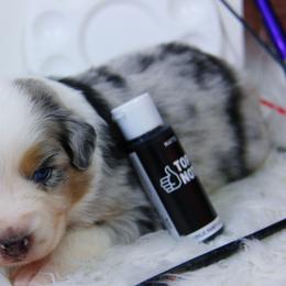 Australian Shepherd Puppies from Cooper Ridge Aussies