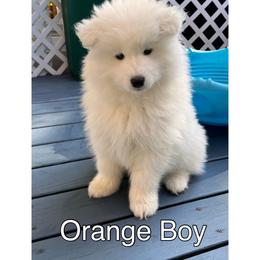 Samoyed Puppies from Shasta Samoyeds
