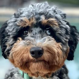 Assorted Doodle Crosses, Aussiedoodles, Bernedoodles, Cavapoos, Goldendoodles, and Sheepadoodles from Happy Top Doodles