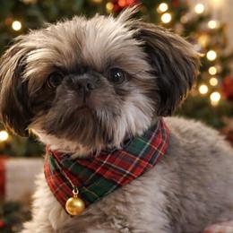 KeKe - Shih Tzu