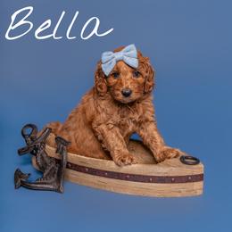 Australian Labradoodle Puppies from Swinging Gate Labradoodles