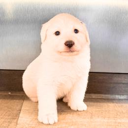 AKC Girl 3 - White female Great Pyrenees puppy in Elfrida, Arizona from Outlaw Acres Farm & Kennels