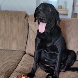 Delilah - Dilute Retriever